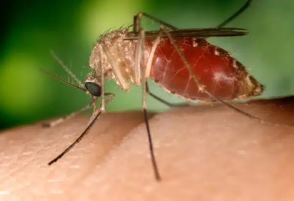 West Nile